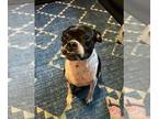 Boston Terrier Mix DOG FOR ADOPTION RGADN-1264117 - Scar - Boston Terrier /
