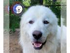 Great Pyrenees DOG FOR ADOPTION RGADN-1264121 - Chico - Great Pyrenees (long