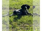 Bluetick Coonhound Mix DOG FOR ADOPTION RGADN-1264123 - Stormy - Bluetick
