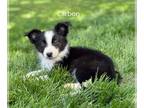 Border-Aussie DOG FOR ADOPTION RGADN-1264124 - Carbon - Border Collie /