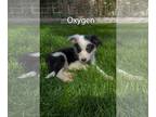 Border-Aussie DOG FOR ADOPTION RGADN-1264126 - Oxygen - Border Collie /
