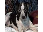 Adopt Bella a Pit Bull Terrier, Australian Cattle Dog / Blue Heeler