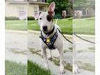 Bull Terrier Mix DOG FOR ADOPTION RGADN-1264128 - Sweet Pete - Bull Terrier /