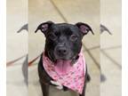 American Pit Bull Terrier Mix DOG FOR ADOPTION RGADN-1264140 - Rocco (Saint