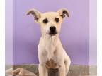 Labrador Retriever-Whippet Mix DOG FOR ADOPTION RGADN-1264143 - Alabama -