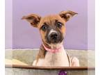 Jack Russell Terrier-Vizsla Mix DOG FOR ADOPTION RGADN-1264158 - Eastern