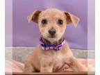 Border Terrier-Norfolk Terrier Mix DOG FOR ADOPTION RGADN-1264174 - Succeeding