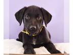 Shepradors DOG FOR ADOPTION RGADN-1264182 - American West Litter - California -