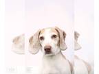Beagle DOG FOR ADOPTION RGADN-1264207 - Peanut - Beagle Dog For Adoption