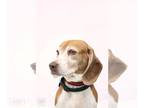 Beagle DOG FOR ADOPTION RGADN-1264208 - Snoopy - Beagle Dog For Adoption