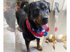 Rottweiler DOG FOR ADOPTION RGADN-1264209 - Tildy - Rottweiler Dog For Adoption