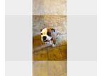 Boxer DOG FOR ADOPTION RGADN-1264211 - Daisey VI - Boxer Dog For Adoption