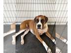 Boxer DOG FOR ADOPTION RGADN-1264212 - Cammie II - Boxer Dog For Adoption