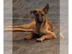 Dutch Shepherd -German Shepherd Dog Mix DOG FOR ADOPTION RGADN-1264215 - Miss