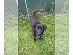 Labrador Retriever Mix DOG FOR ADOPTION RGADN-1264221 - Yadi - Labrador