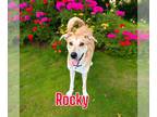 Plott Hound DOG FOR ADOPTION RGADN-1264232 - Rocky - Plott Hound / Husky Dog For