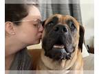 Mastiff DOG FOR ADOPTION RGADN-1264234 - LAYLA - Mastiff Dog For Adoption