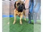 Mastiff DOG FOR ADOPTION RGADN-1264240 - LATTE - Mastiff Dog For Adoption