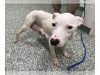 American Pit Bull Terrier Mix DOG FOR ADOPTION RGADN-1264249 - ANNA - Pit Bull
