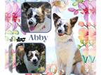 Australian Shepherd Mix DOG FOR ADOPTION RGADN-1264254 - Abby - Australian