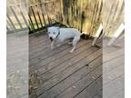 American Pit Bull Terrier Mix DOG FOR ADOPTION RGADN-1264256 - Vin - Pit Bull