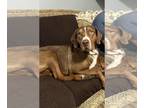 Redbone Coonhound DOG FOR ADOPTION RGADN-1264258 - Buddy - Redbone Coonhound Dog
