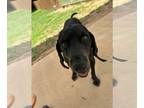 Black and Tan Coonhound DOG FOR ADOPTION RGADN-1264260 - Barney - Black and Tan
