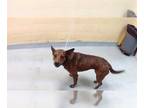 Australian Cattle Dog Mix DOG FOR ADOPTION RGADN-1264269 - PENNY - Queensland