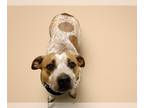 Australian Cattle Dog DOG FOR ADOPTION RGADN-1264273 - MAXINE - Queensland
