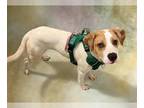 Beagle Mix DOG FOR ADOPTION RGADN-1264278 - CHUCK - Beagle / Mixed (short coat)