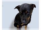 Rottweiler DOG FOR ADOPTION RGADN-1264279 - ZOEY - Rottweiler (medium coat) Dog