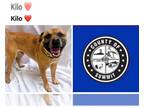 Puggle DOG FOR ADOPTION RGADN-1264303 - LILO - Pug / Beagle / Mixed (short coat)