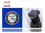 Labrador Retriever Mix DOG FOR ADOPTION RGADN-1264307 - JACK - Labrador