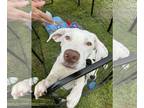 Labbe DOG FOR ADOPTION RGADN-1264312 - Snickers - Labrador Retriever / Beagle /