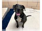 American Pit Bull Terrier Mix DOG FOR ADOPTION RGADN-1264327 - MILO - Pit Bull