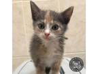 Adopt Sour Patch a Domestic Short Hair