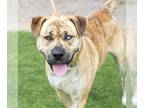 American Pit Bull Terrier Mix DOG FOR ADOPTION RGADN-1264331 - NINO - Pit Bull