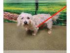 Poodle (Toy) Mix DOG FOR ADOPTION RGADN-1264348 - A534735 - Poodle (Toy) / Mixed
