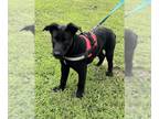 Shepradors DOG FOR ADOPTION RGADN-1264358 - Hawkeye - Labrador Retriever /