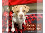 Labrador Retriever Mix DOG FOR ADOPTION RGADN-1264363 - Ember - Labrador