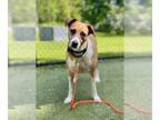 Labrador Retriever Mix DOG FOR ADOPTION RGADN-1264368 - NOREEN - Labrador