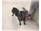 American Pit Bull Terrier Mix DOG FOR ADOPTION RGADN-1264382 - Dog - Pit Bull