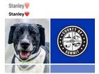 Basset Hound-Labrador Retriever Mix DOG FOR ADOPTION RGADN-1264385 - STANLEY -