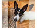 Rat Terrier DOG FOR ADOPTION RGADN-1264397 - **COURTESY POST-is not at Catkins**