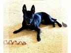 Australian Shepherd Mix DOG FOR ADOPTION RGADN-1264398 - Mosey - Australian