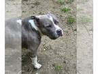 American Staffordshire Terrier DOG FOR ADOPTION RGADN-1264401 - Abigail -