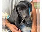 Labrador Retriever Mix DOG FOR ADOPTION RGADN-1264407 - Maggie - Labrador