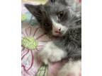 Adopt Tinkerbelle a Domestic Long Hair