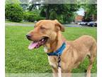 Basset Hound-Labrador Retriever Mix DOG FOR ADOPTION RGADN-1264443 - Chi Chi -