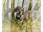 Shepradors DOG FOR ADOPTION RGADN-1264456 - Amber (NY-Kara) - German Shepherd